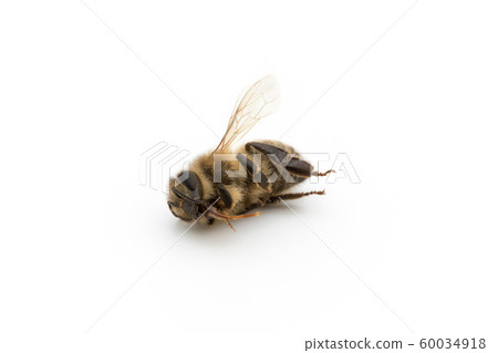 Bee carcass: Dead Honeybee 60034918