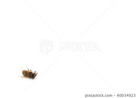 Bee carcass: Dead Honeybee 60034923