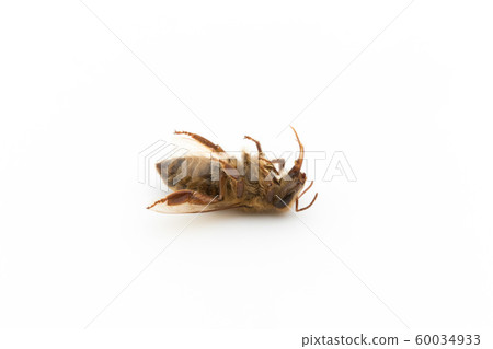蜜蜂屍體：死蜜蜂 60034933