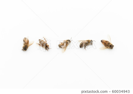 蜜蜂屍體:死蜜蜂 蜜蜂屍體:死蜜蜂 60034943