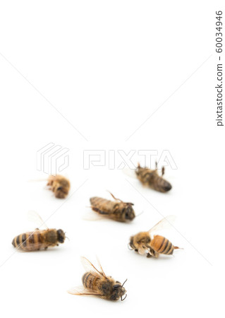 蜜蜂屍體:死蜜蜂 蜜蜂屍體:死蜜蜂 60034946