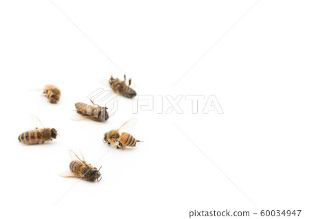 蜜蜂屍體:死蜜蜂 蜜蜂屍體:死蜜蜂 60034947
