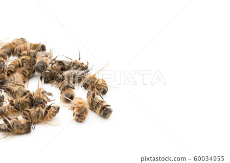 蜜蜂屍體:死蜜蜂 蜜蜂屍體:死蜜蜂 60034955