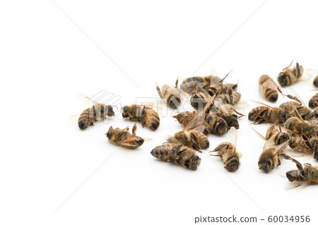 蜜蜂屍體：死蜜蜂 60034956