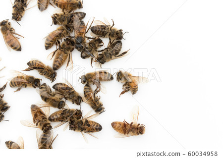 蜜蜂屍體：死蜜蜂 60034958