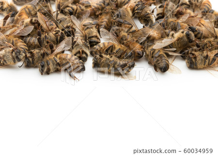 蜜蜂屍體：死蜜蜂 60034959
