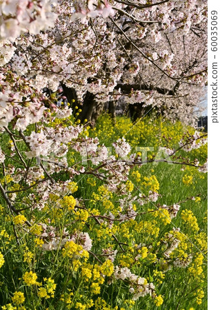 Cherry blossoms and rape blossoms in Yoshimicho Sakuratsumi Park Cherry blossoms and rape blossoms in Yoshimicho Sakuratsumi Park 60035069