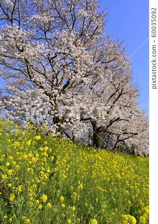 吉見町櫻見公園的櫻花和油菜花 吉見町櫻見公園的櫻花和油菜花 60035092