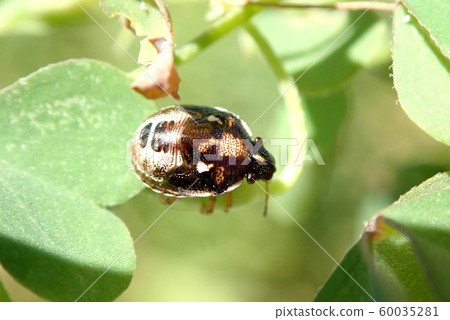 Human face pattern insect Human face pattern insect 60035281