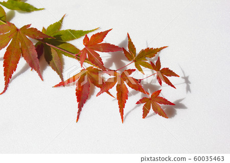 Maple leaf Maple leaf 60035463