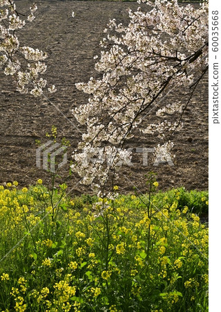 吉見町櫻見公園的櫻花和油菜花 吉見町櫻見公園的櫻花和油菜花 60035668