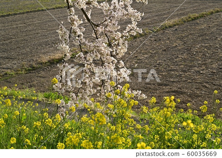吉見町櫻見公園的櫻花和油菜花 吉見町櫻見公園的櫻花和油菜花 60035669