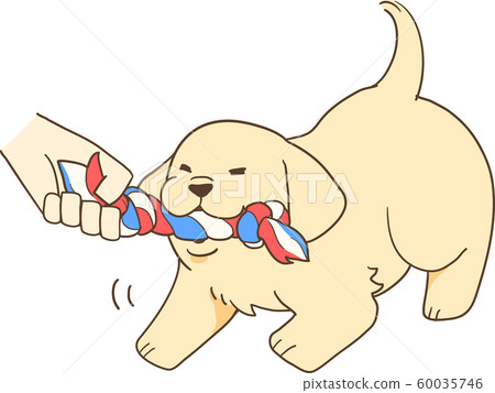 Golden retriever puppy (rope play) Golden retriever puppy (rope play) 60035746