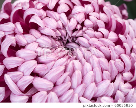 菊花 菊花 60035930