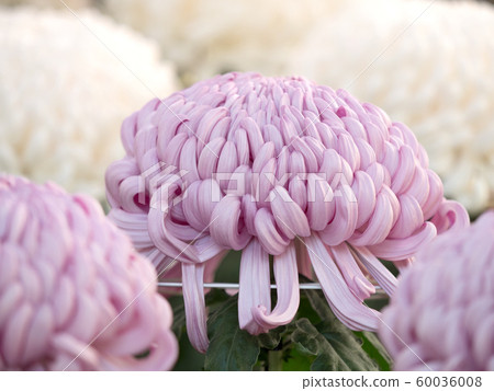 Chrysanthemum   60036008