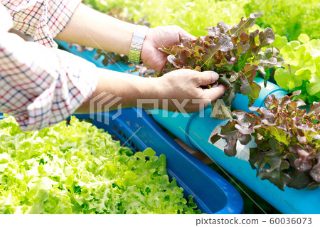 Hydroponics farm ,Worker holding lettuce organic Hydroponics farm ,Worker holding lettuce organic 60036073