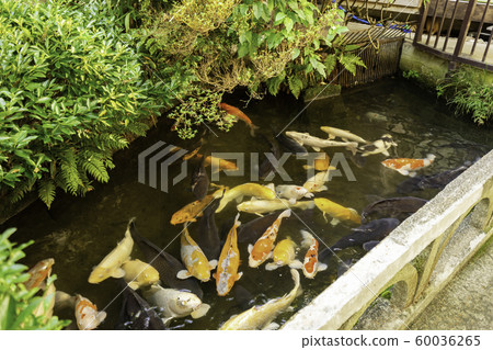 島根縣鹿野郡津和野町津野野谷屋津野和 60036265