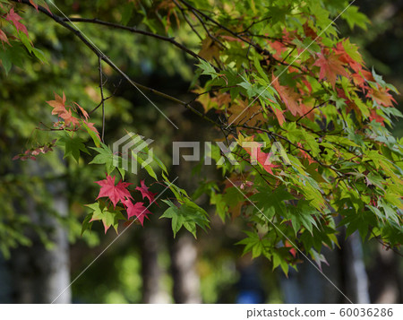 秋葉初純紅 60036286