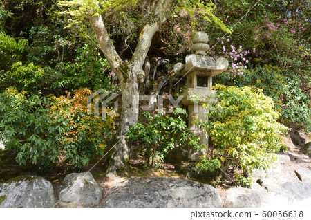 種植,石燈籠(廣島市廿日市市宮島/宮島町) 種植,石燈籠(廣島市廿日市市宮島/宮島町) 60036618