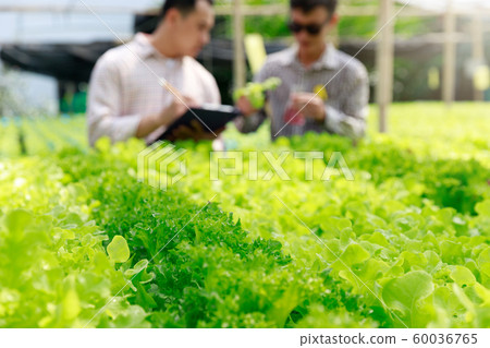 Hydroponics farm ,Worker testing and collect 60036765