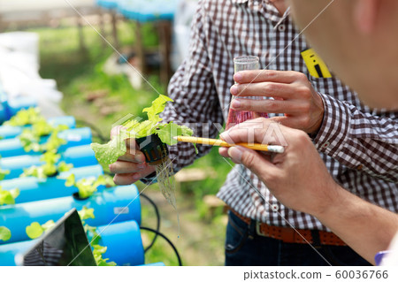 Hydroponics farm ,Worker testing and collect 60036766