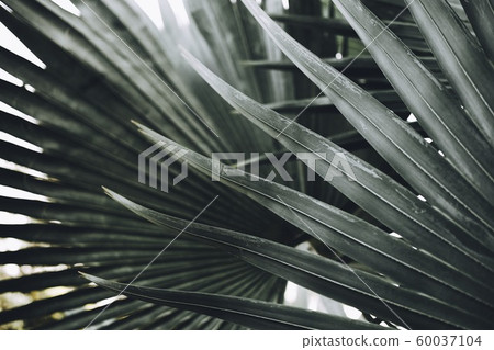 Close-up of Leaves of Bismarck palm tree (Bismarckia nobilis). Close-up of Leaves of Bismarck palm tree (Bismarckia nobilis). 60037104