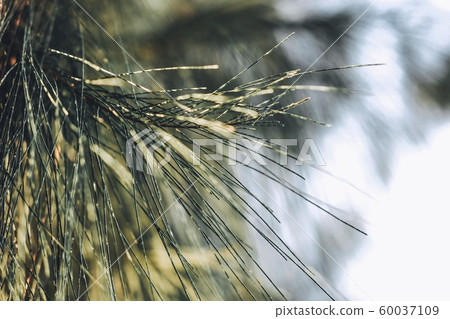 Close-up of Leaves of Australian pine, Beefwood, Common iron wood, False iron Wood, False pine, Queensland swamp oak, Sea oak, She oak, Tree Beefwood. (Casuarina equisetifolia). 60037109