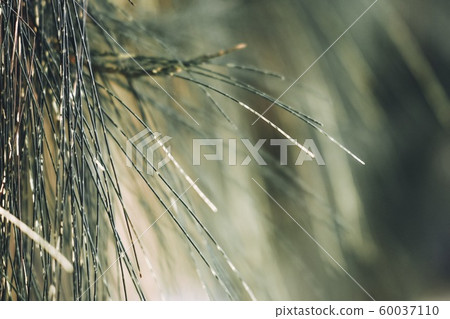 Close-up of Leaves of Australian pine, Beefwood, Common iron wood, False iron Wood, False pine, Queensland swamp oak, Sea oak, She oak, Tree Beefwood. (Casuarina equisetifolia). 60037110