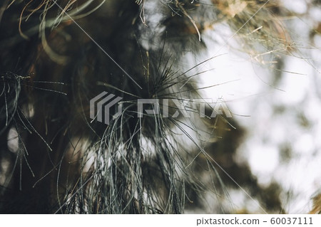 Close-up of Leaves of Australian pine, Beefwood, Common iron wood, False iron Wood, False pine, Queensland swamp oak, Sea oak, She oak, Tree Beefwood. (Casuarina equisetifolia). 60037111