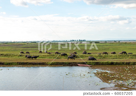 Many buffalo are eating grass in wetlands. Many buffalo are eating grass in wetlands. 60037205