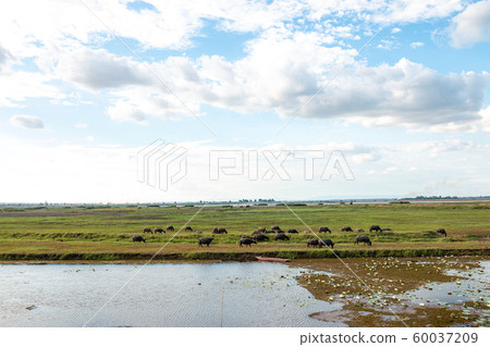 Many buffalo are eating grass in wetlands. Many buffalo are eating grass in wetlands. 60037209