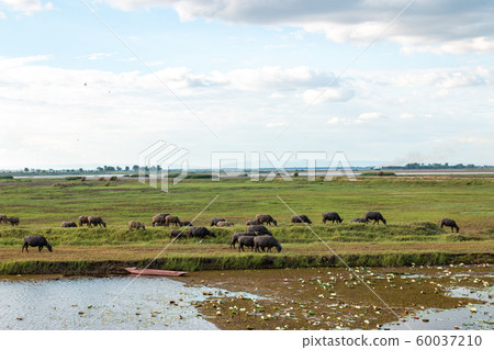 Many buffalo are eating grass in wetlands. Many buffalo are eating grass in wetlands. 60037210