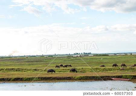 Many buffalo are eating grass in wetlands. 60037303