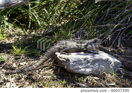 Water dragon in Manly beach, Sydney Water dragon in Manly beach, Sydney 60037399