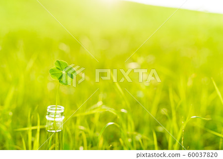 A lucky four-leaf clover in a bottle on a brilliant backlit meadow A lucky four-leaf clover in a bottle on a brilliant backlit meadow 60037820