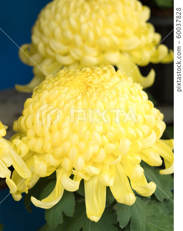Chrysanthemum   60037828