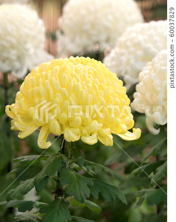Chrysanthemum Chrysanthemum 60037829