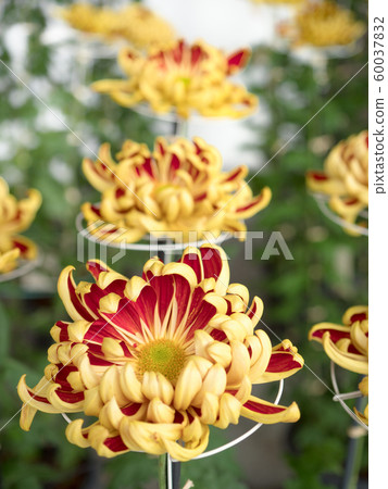 Chrysanthemum   60037832