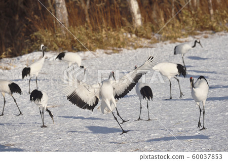 Japanese crane (Hokkaido) flying to the feeding area 60037853