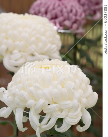 Chrysanthemum   60037883