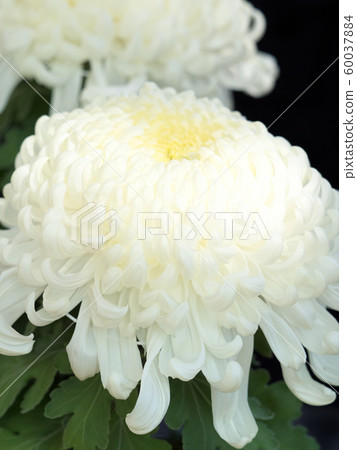 Chrysanthemum   60037884