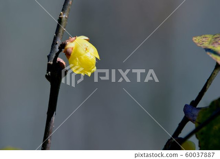 蠟梅(Chimonanthus praecox)在武陵農場，台灣 60037887