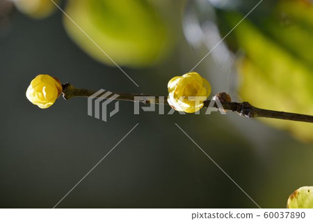 蠟梅(Chimonanthus praecox)在武陵農場，台灣 60037890