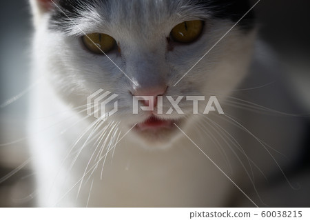 Cat's face Cat's face 60038215