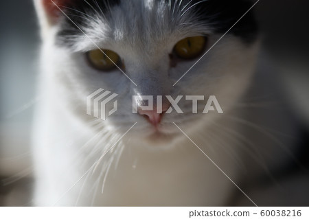 Cat's face Cat's face 60038216