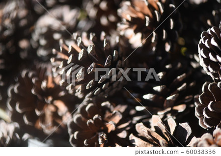 Pinecone 60038336