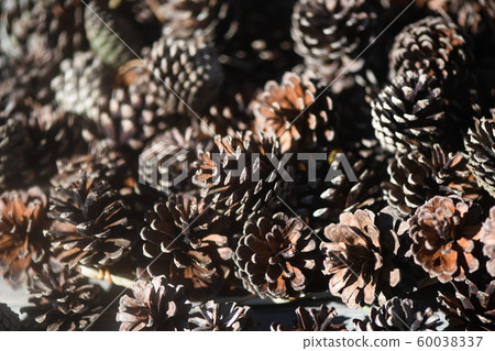 Pinecone 60038337