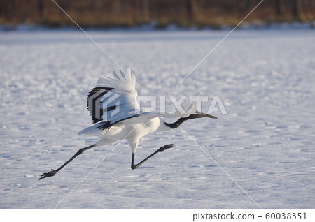 Displacement of crane (Hokkaido, Tsurui) 60038351