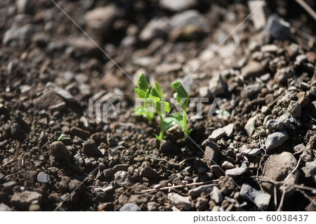 Pea germination Pea germination 60038437