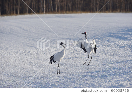 Cranes dancing with two (Hokkaido, Tsurui) 60038736